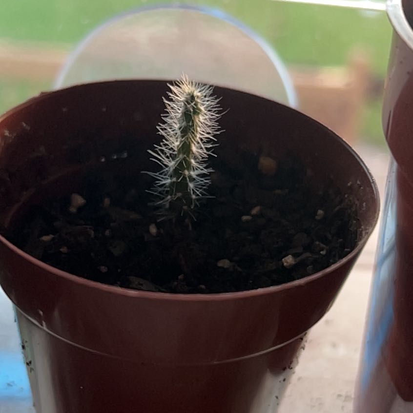 Photo of the plant species Cactus Apple by @FunGrass20 named Pax on Greg, the plant care app