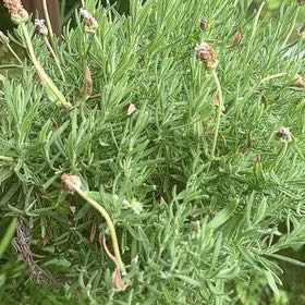 Photo of the plant species Lavandula Pedunculata by @UltraAster65 named Rainier on Greg, the plant care app