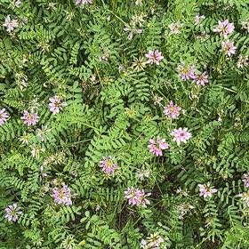 Photo of the plant species Coronilla Varia by @UltraAster65 named Sigmund on Greg, the plant care app