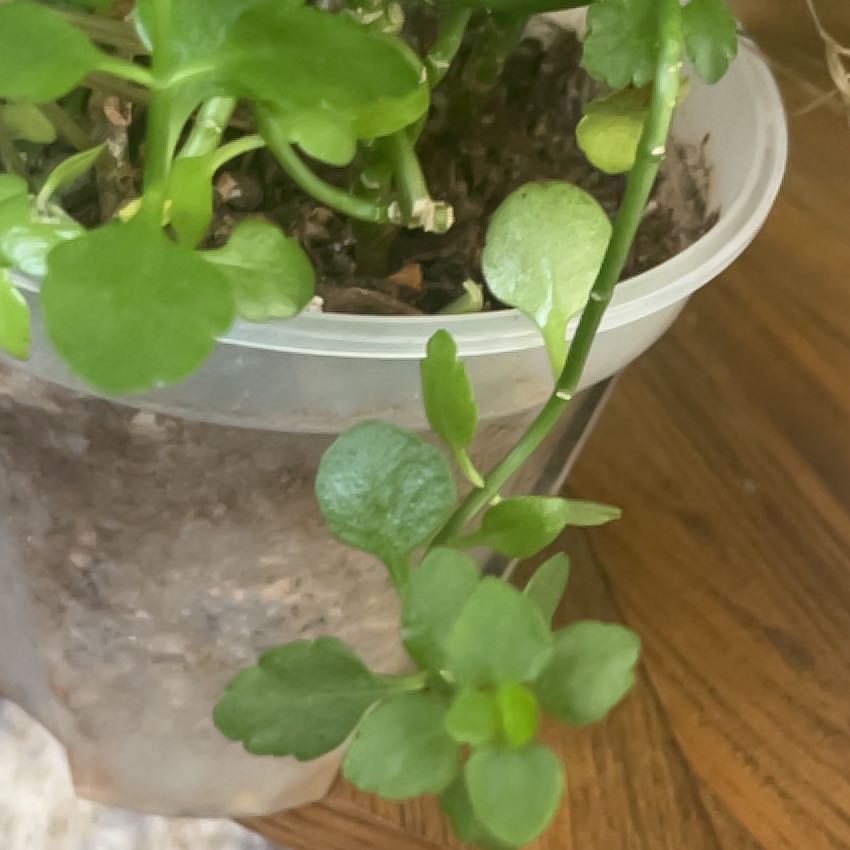 Photo of the plant species Gentianella calanchoides by @AvidChilli40 named Xena on Greg, the plant care app