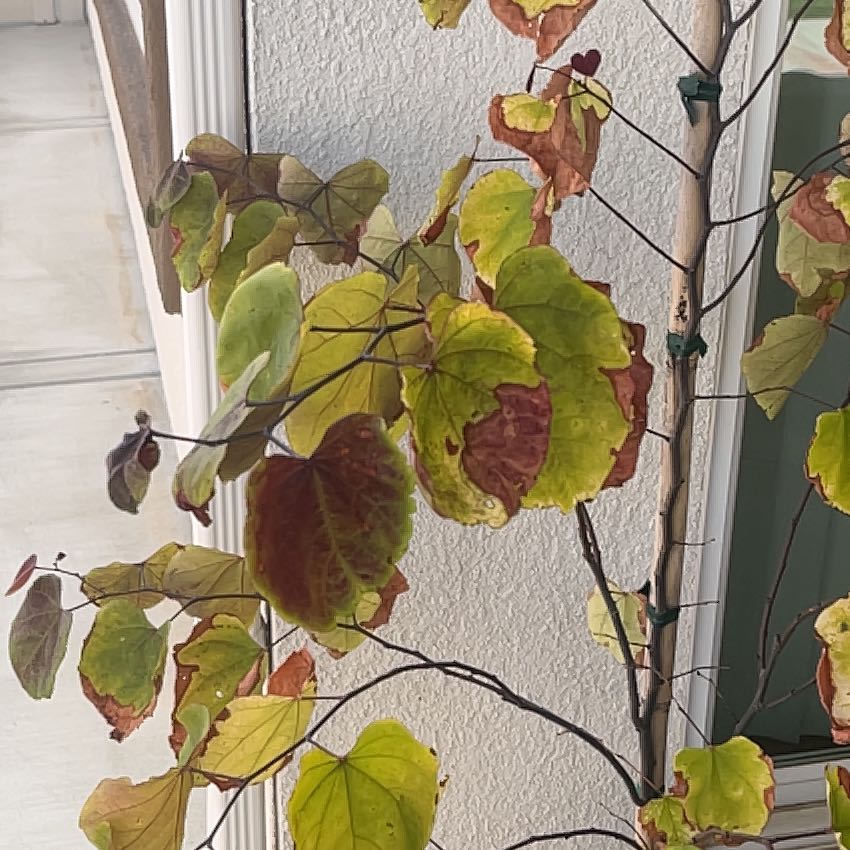 Photo of the plant species Flamethrower Redbud by @AvidChilli40 named Navajo on Greg, the plant care app
