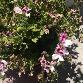 Photo of the plant species Regal Geranium by @AvidChilli40 named Demi on Greg, the plant care app