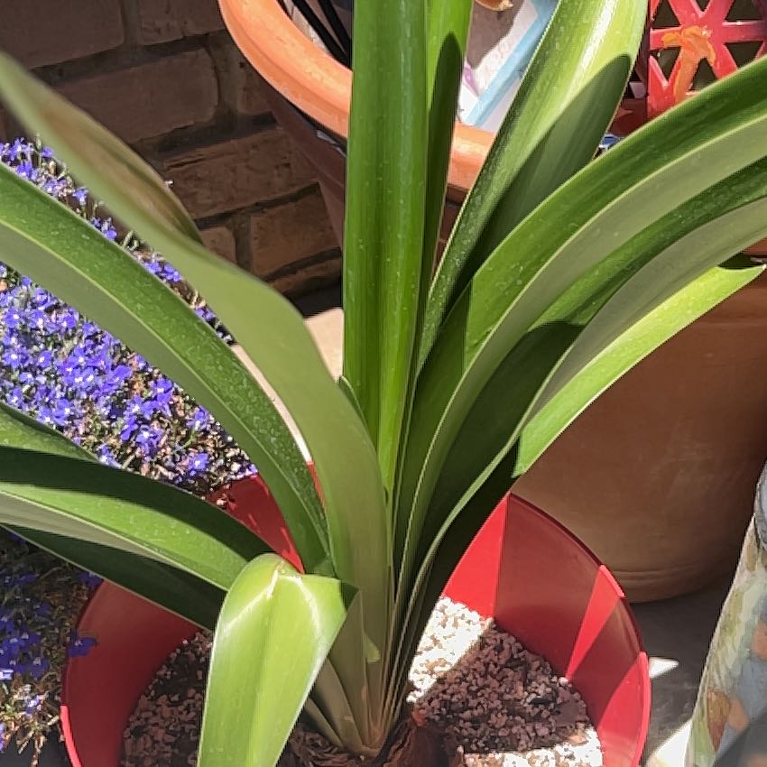Photo of the plant species Red Lion Amaryllis by @AvidChilli40 named Delilah on Greg, the plant care app