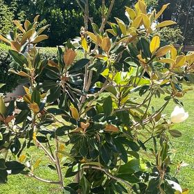 Photo of the plant species Little Gem Magnolia by @AvidChilli40 named Robert Plant on Greg, the plant care app
