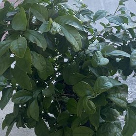 Photo of the plant species Yesterday Today & Tomorrow by @AvidChilli40 named Eva on Greg, the plant care app