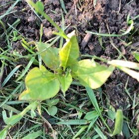 Photo of the plant species Anamu by @PoetPignut86 named Taylor Swift on Greg, the plant care app