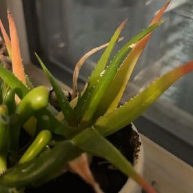 Photo of the plant species Red Aloe by @PrimoFilbert91 named Sage on Greg, the plant care app
