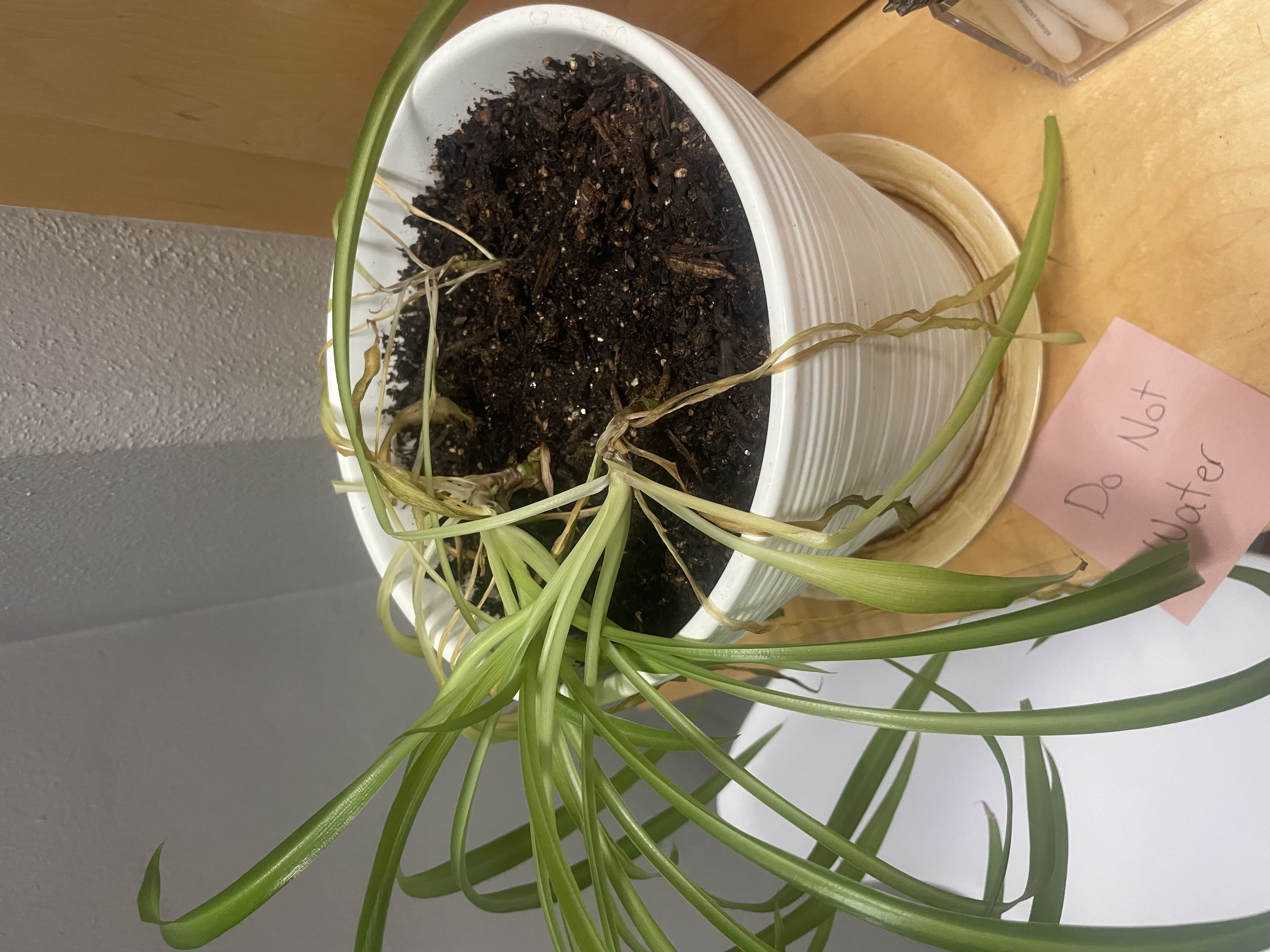 Photo from the post