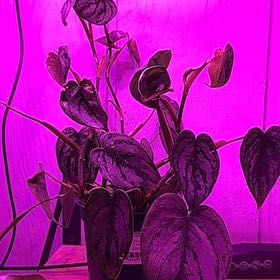 Photo of the plant species Pilodendron Brandi by @DollBlueburrito named Brandi on Greg, the plant care app