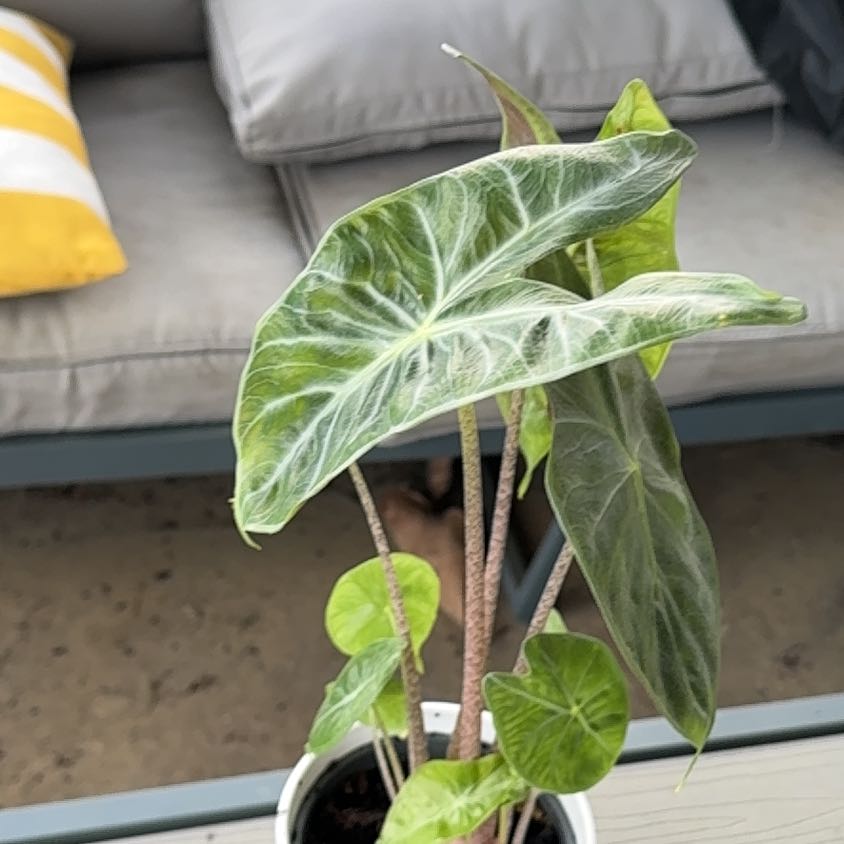 Photo of the plant species Fancy Alocasia by @ZestyDracaena72 named Figyonce on Greg, the plant care app