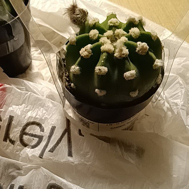 Photo of the plant species Easter Lily Cactus by @FitMandrake40 named Curry on Greg, the plant care app