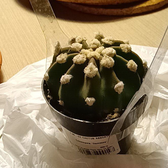 Photo of the plant species Easter Lily Cactus by @FitMandrake40 named Carrot on Greg, the plant care app