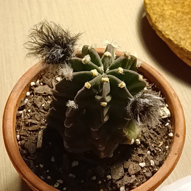 Photo of the plant species Easter Lily Cactus by @FitMandrake40 named Crouton on Greg, the plant care app