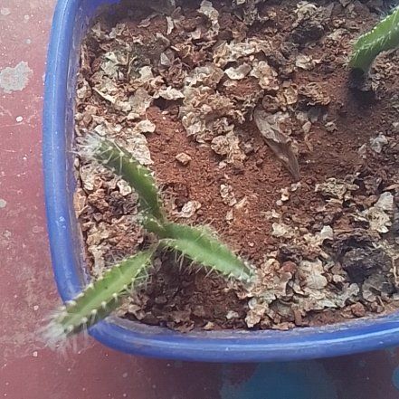 Photo of the plant species Red Dragon Fruit by @poyyyyy named Dragon fruit on Greg, the plant care app