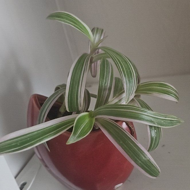 Photo of the plant species Variegated Moses-in-the-Cradle by @MeekBasil80 named Tupot amaroot on Greg, the plant care app
