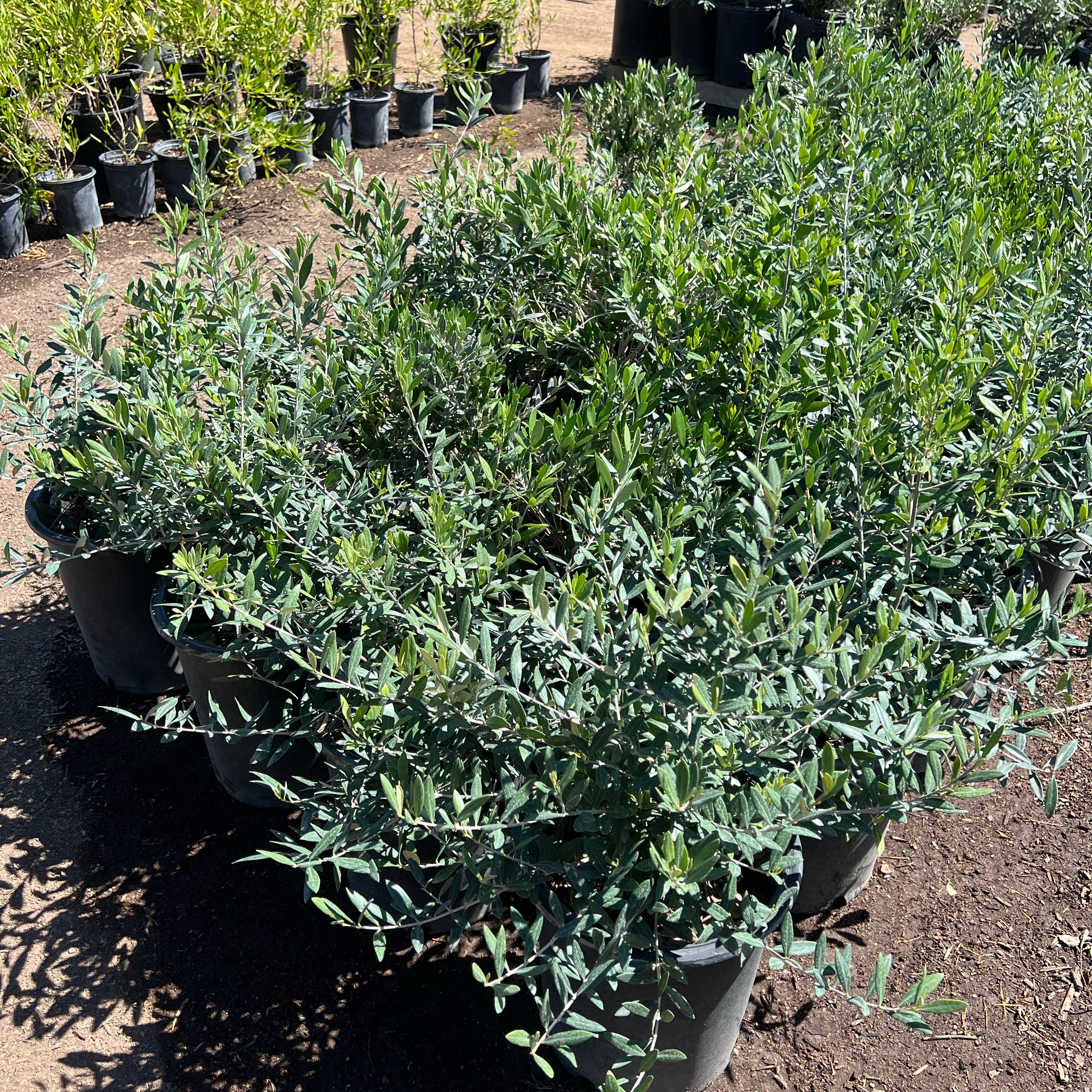 Photo of the plant species Little Ollie Dwarf Olive by @ManlyGalega56 named Lola on Greg, the plant care app