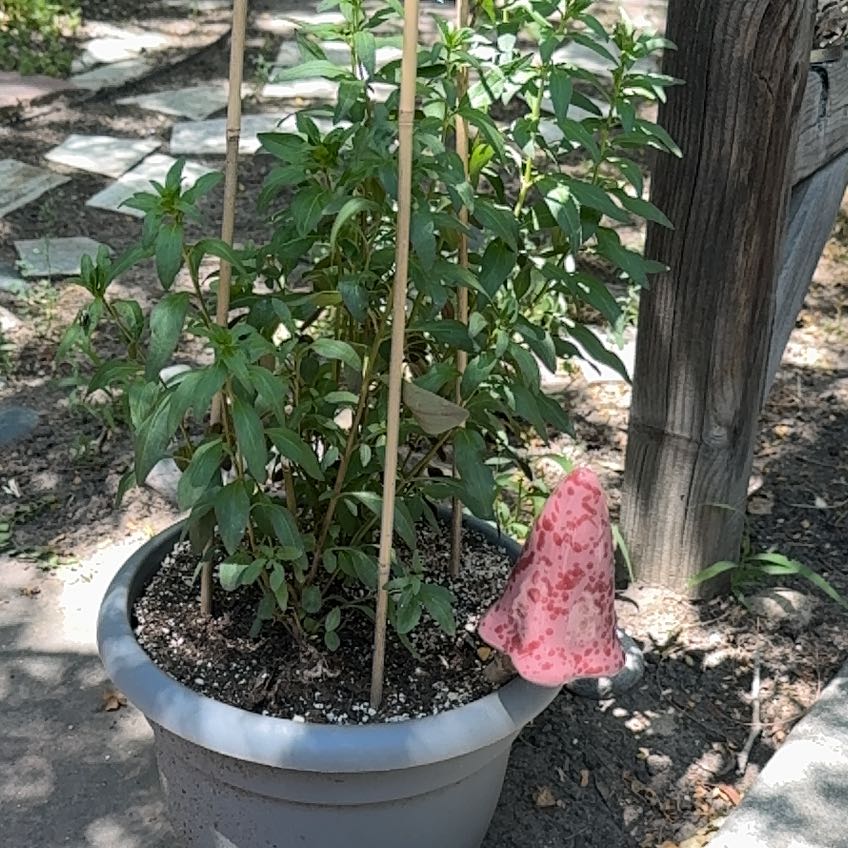 Photo of the plant species Antirrhinum majus 'SnapshotTM Red' by @BrawnyRedpanama named Apollo on Greg, the plant care app