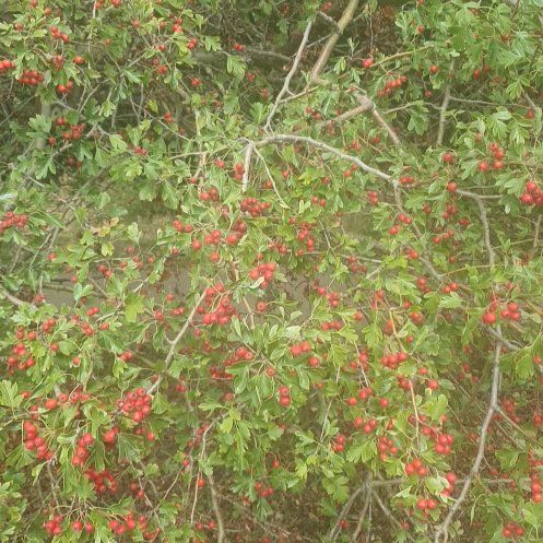Photo of the plant species Hawthorn by @HighclassViolet named Diana on Greg, the plant care app