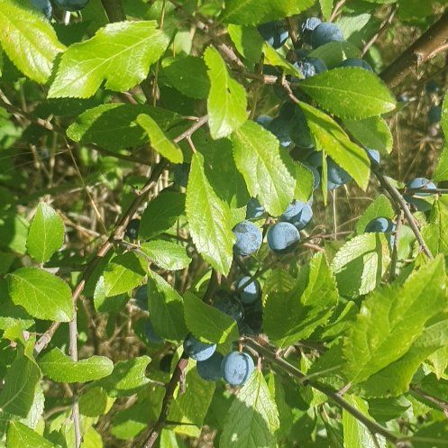 Photo of the plant species Blackthorn by @HighclassViolet named Fernie Mercury on Greg, the plant care app