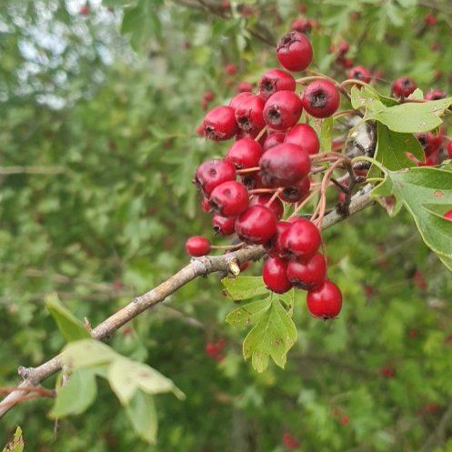 Photo of the plant species Hawthorn by @HighclassViolet named Captain Plant-it on Greg, the plant care app