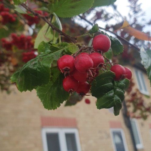 Photo of the plant species Midland Hawthorn by @HighclassViolet named Curie on Greg, the plant care app