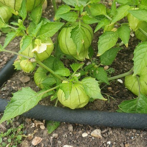 Photo of the plant species Philadelphia Groundcherry by @HighclassViolet named Denali on Greg, the plant care app