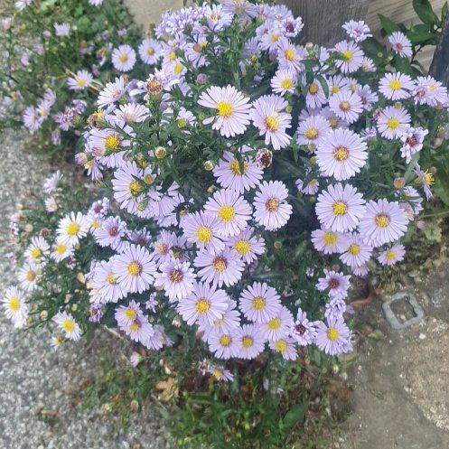 Photo of the plant species Michaelmas Daisy by @HighclassViolet named Elle on Greg, the plant care app