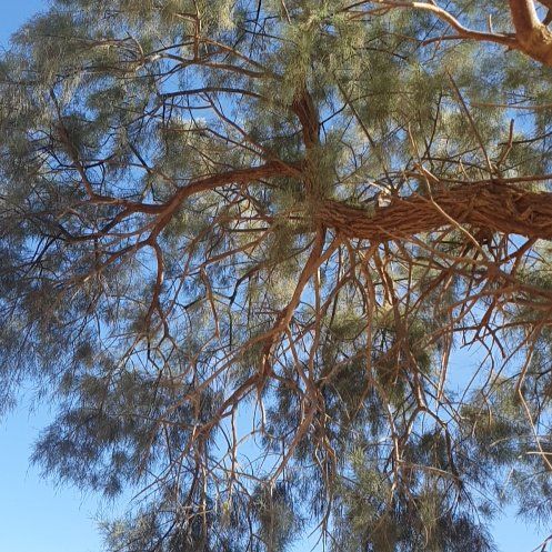 Photo of the plant species Beach Sheoak by @HighclassViolet named Sonora on Greg, the plant care app