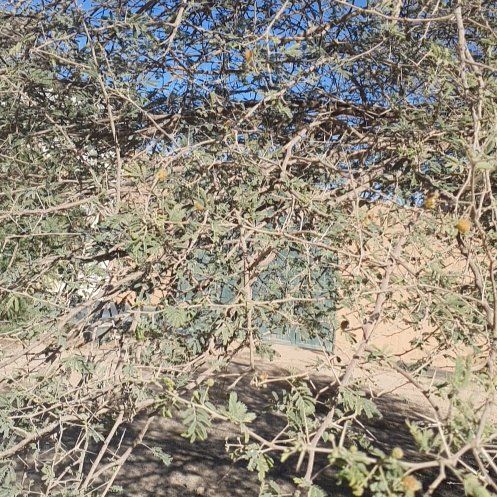 Photo of the plant species Mediterranean-Medlar by @HighclassViolet named Foxxy on Greg, the plant care app