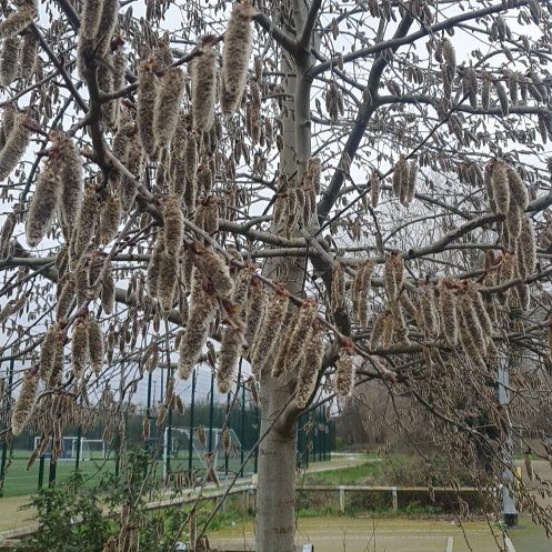 Photo of the plant species Common Filbert by @HighclassViolet named Bieber on Greg, the plant care app