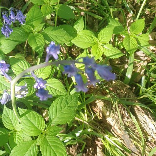 Photo of the plant species Common Bluebell by @HighclassViolet named Baesil on Greg, the plant care app