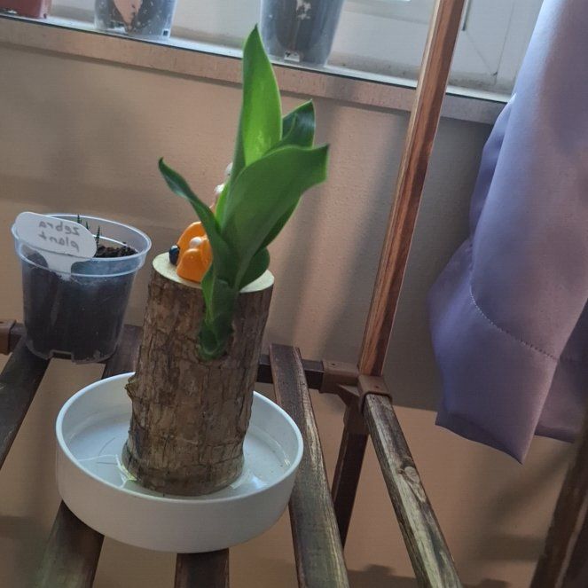 Photo of the plant species Wood Plant by @QuirkyPlantMama named Harmonia on Greg, the plant care app