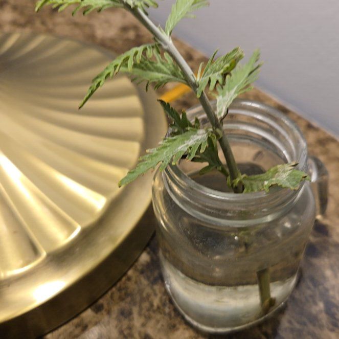 Photo of the plant species Russian Sage 'Zasha' by @ExactAnacua84 named Curie on Greg, the plant care app