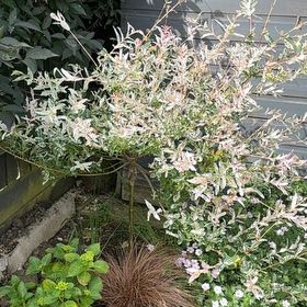 Photo of the plant species flamingo willow by @HappyMugwort34 named McKinley on Greg, the plant care app