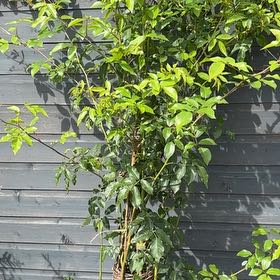 Photo of the plant species Iceberg Rose by @HappyMugwort34 named Sigmund on Greg, the plant care app
