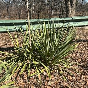 Photo of the plant species Adam's Needle by @HeirIronweed51 named Huckleberry Fern on Greg, the plant care app
