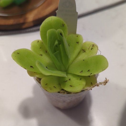 Photo of the plant species Mexican Butterwort by @IconCobnut6 named Aria on Greg, the plant care app