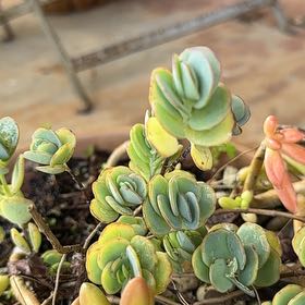 Photo of the plant species Sedum Lime Twister by @SizzlingBonsi75 named Sedum lime twister on Greg, the plant care app