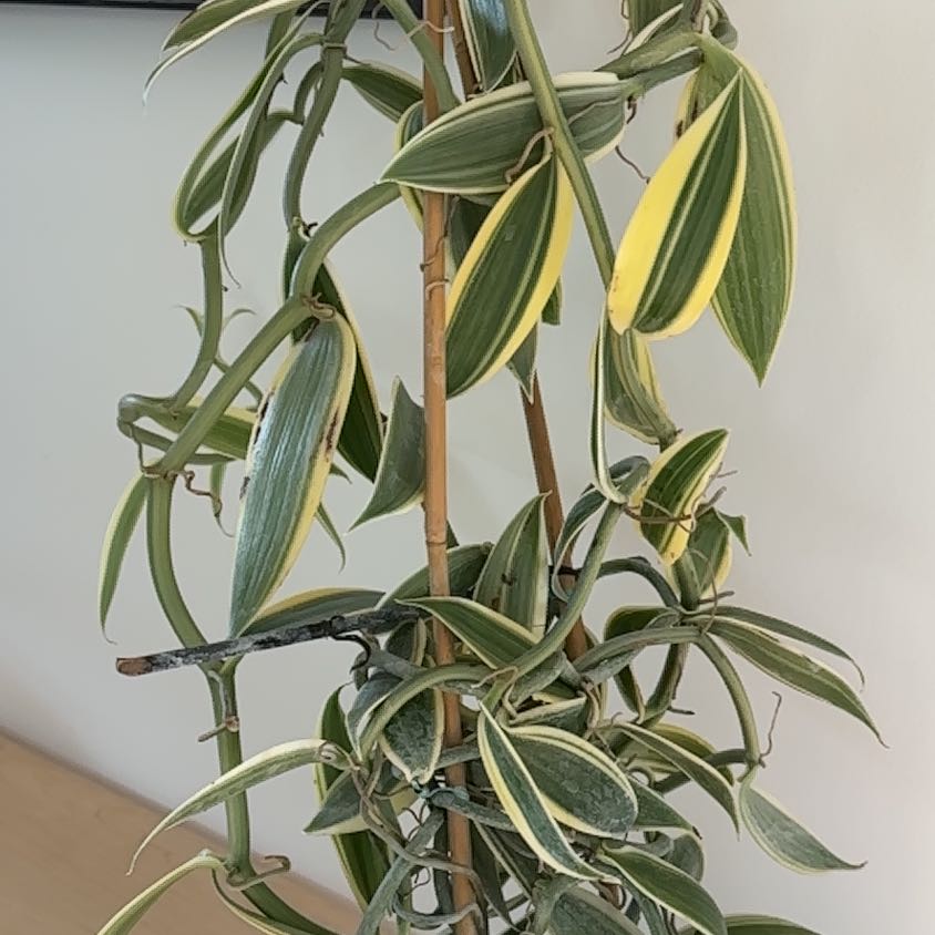 Photo of the plant species varigated Vanilla Orchid by @SizzlingBonsi75 named Variegated vanilla orchid on Greg, the plant care app