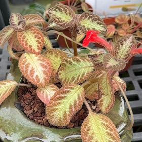 Photo of the plant species Episcia by @SizzlingBonsi75 named Episcia on Greg, the plant care app