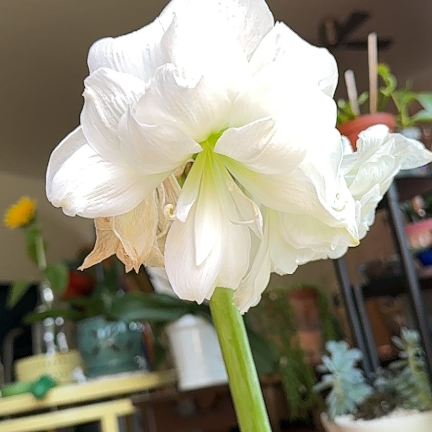 Photo of the plant species Iris 'Amarillo' by @SizzlingBonsi75 named Iris on Greg, the plant care app