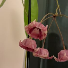 Photo of the plant species Hoya Archboldiana by @SizzlingBonsi75 named Hoya archboldina on Greg, the plant care app
