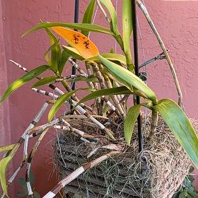 Photo of the plant species Bamboo Orchid by @SizzlingBonsi75 named Bamboo orchid on Greg, the plant care app