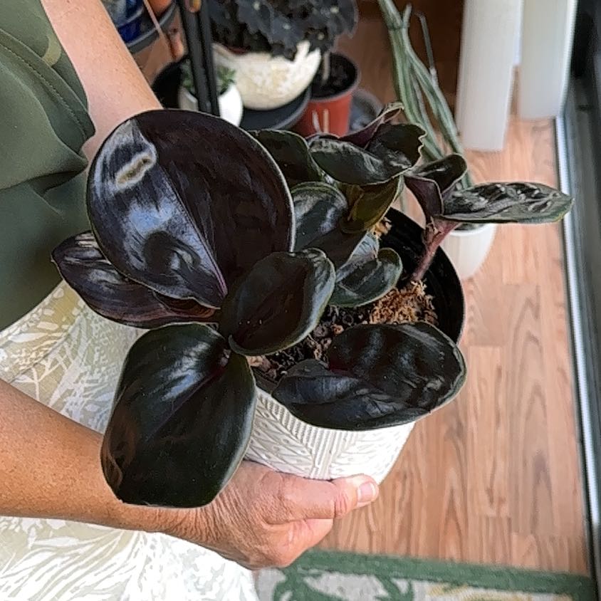 Photo of the plant species Geogenanthus ciliatus by @SizzlingBonsi75 named Apollo on Greg, the plant care app