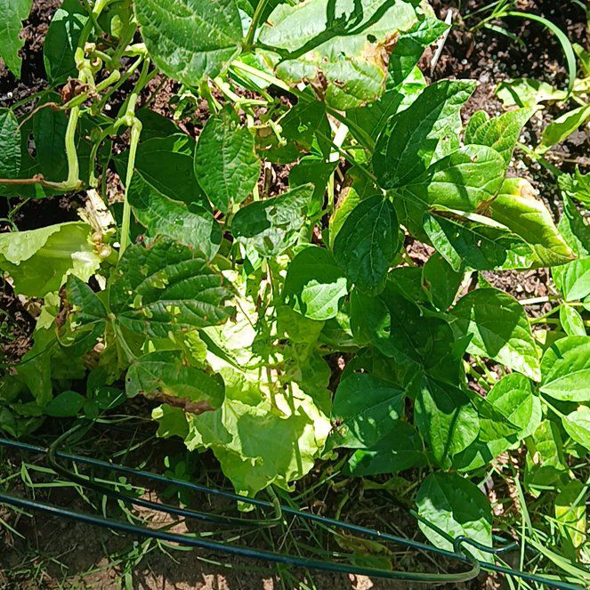 Photo of the plant species Black Bryony by @StableTule named Einstein on Greg, the plant care app