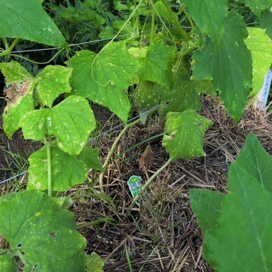 Photo of the plant species Wood Avens by @ChicPeony70 named Peter Parker on Greg, the plant care app