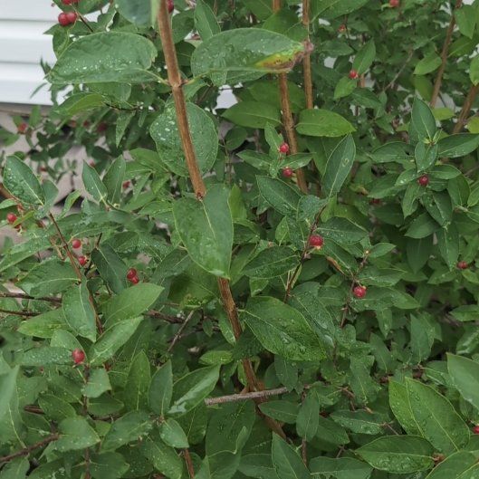 Photo of the plant species Tatarian Honeysuckle by @FunRedfir63 named Tupot amaroot on Greg, the plant care app
