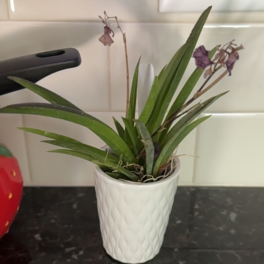 Photo of the plant species Tampa Butterfly Orchid by @QuickKiekie80 named Hamilton on Greg, the plant care app