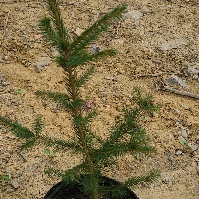 Photo of the plant species Norway Spruce by @HeavenlyPansy25 named Aristotle on Greg, the plant care app