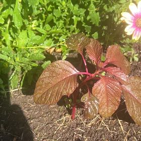 Photo of the plant species Blood Amaranth by @NewApple92 named Mochi on Greg, the plant care app